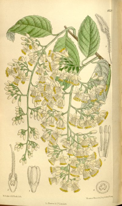 Pterostyrax hispidus, Styracaceae by J.N. Fitch